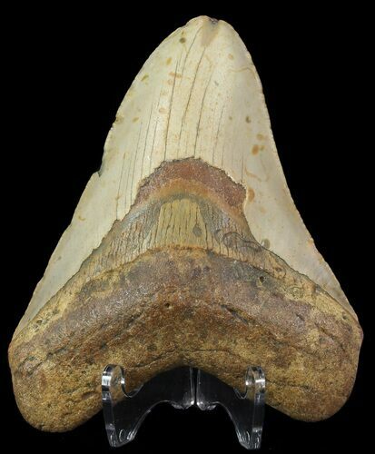 Megalodon Tooth - North Carolina #67291